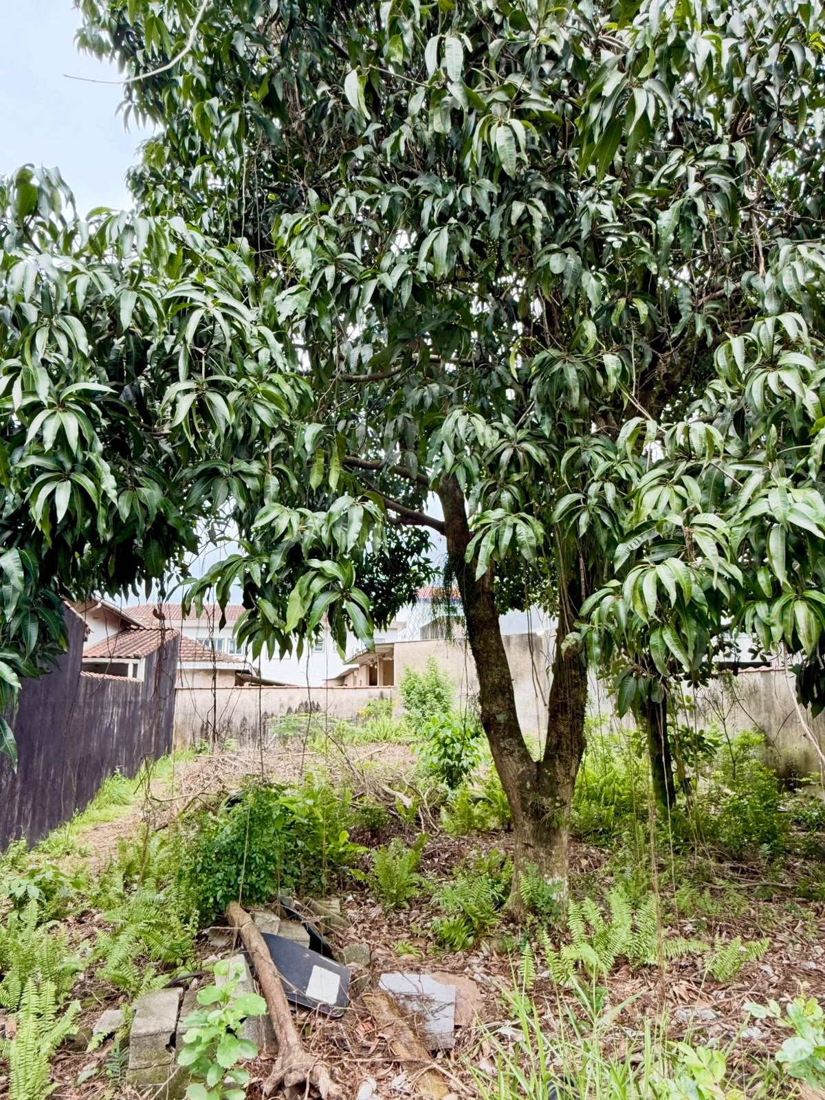 Foto do Imóvel - Terreno a Venda na Santa Maria Zona Noroeste em Santos/SP
